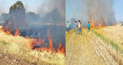 wheat grain stands in fire