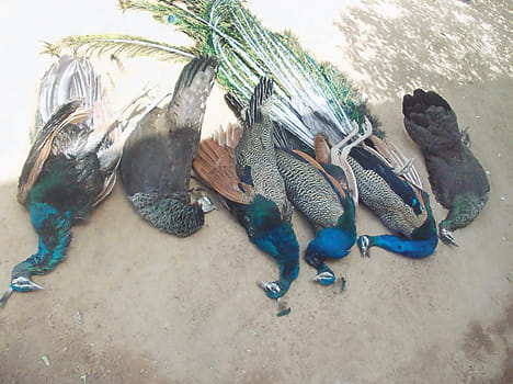 Killing pecock by feeding poison