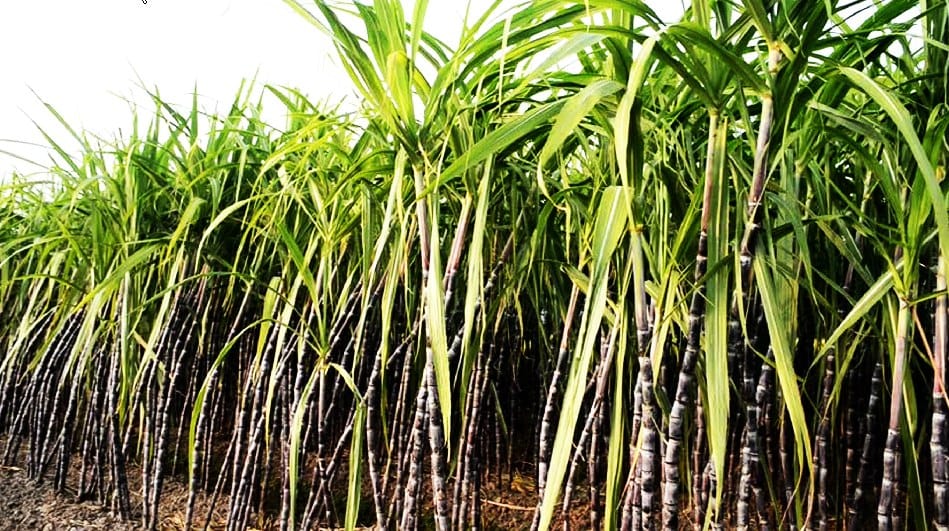 Golden Survey to create new record in sugarcane production