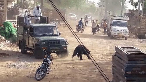 Bear roamed into the city