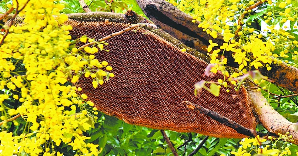  Bees attack on people walking in the park