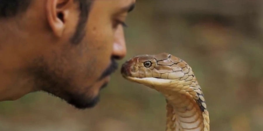 Snake
