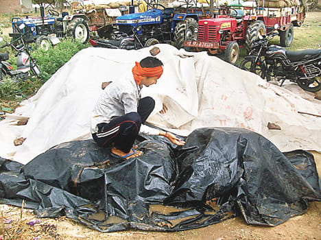 Farmers' wheat is rotten in the rain