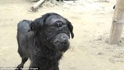 Holy goat  With one eyes in  Assam, India