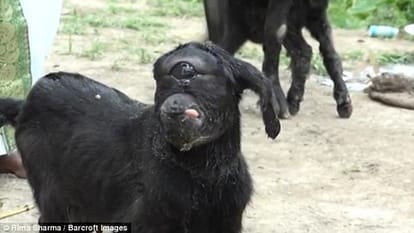 Holy goat  With one eyes in  Assam, India