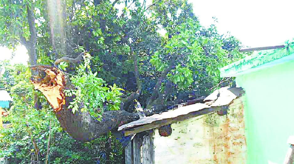 House lost damaged by mango tree in Kathayatabada