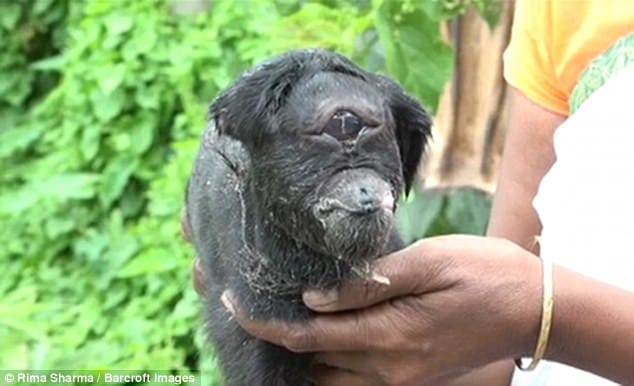 Holy goat  With one eyes in  Assam, India