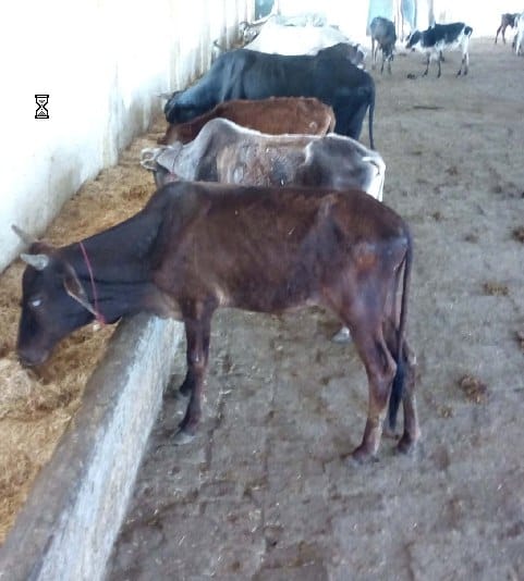 Arrangement for the treatment of sick cows