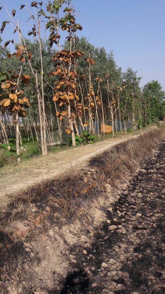  Many trees burnt by stalks