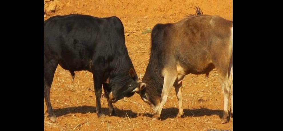 74 वर्षीय बुजुर्ग पर सांड ने किया हमला