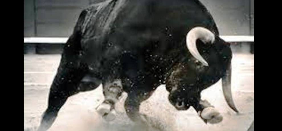pregenent lady killed by bull 