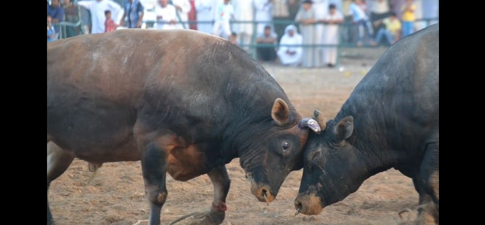  bull rattled with woman wearing red sari, killed by horn in faridabad
