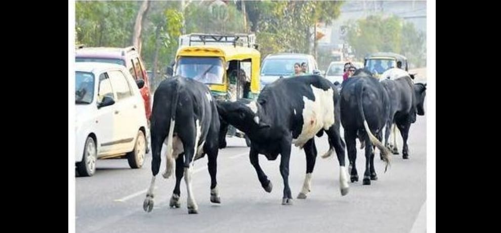  bull rattled with woman wearing red sari, killed by horn in faridabad