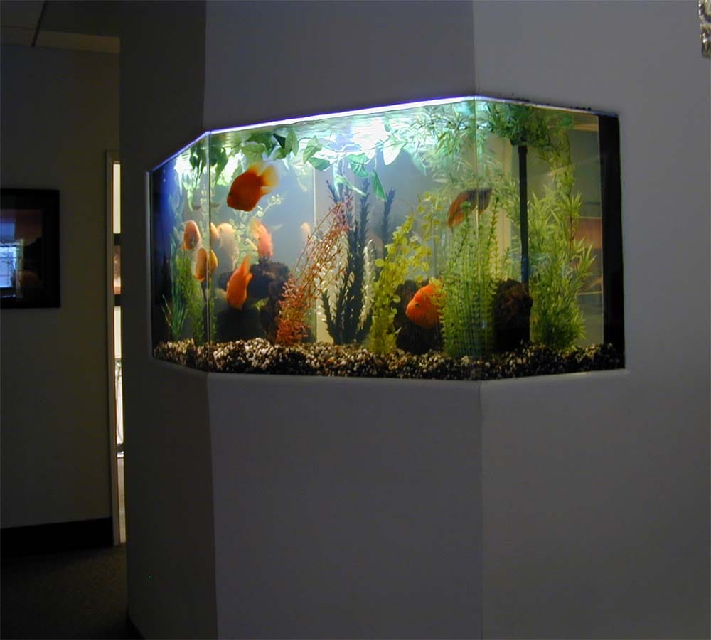 keep goldfish in your aquarium