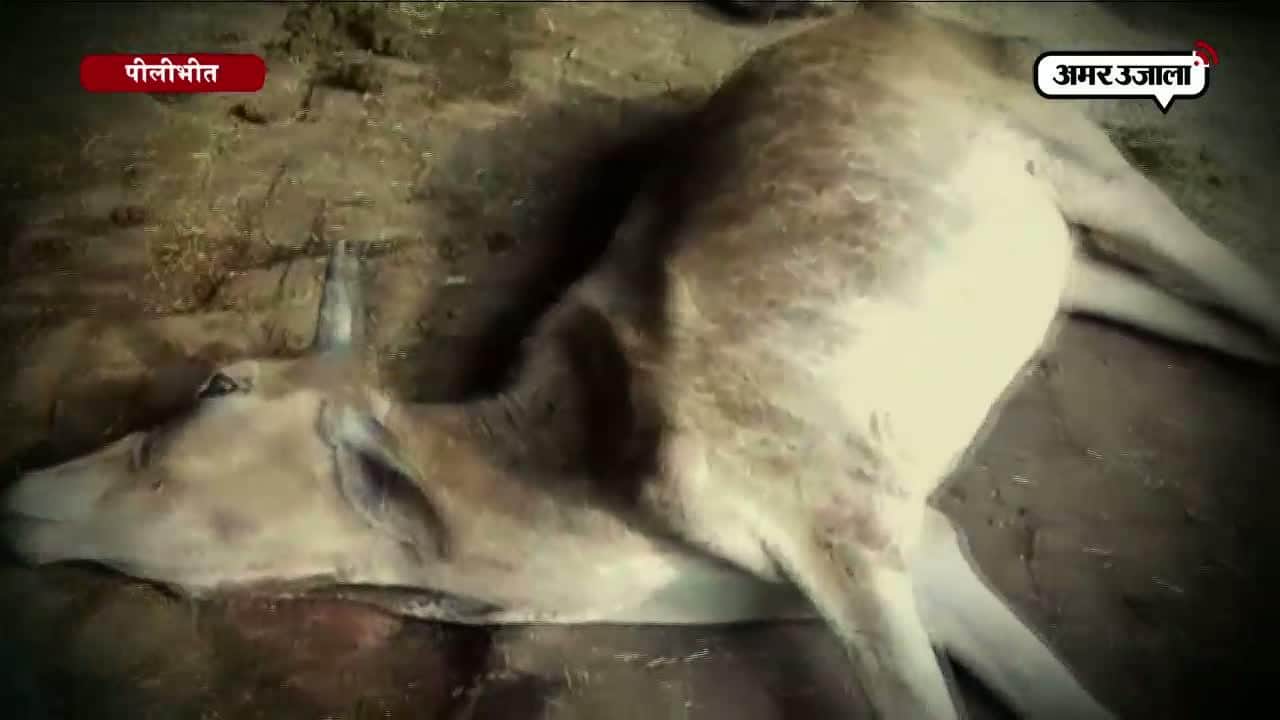 पीलीभीत