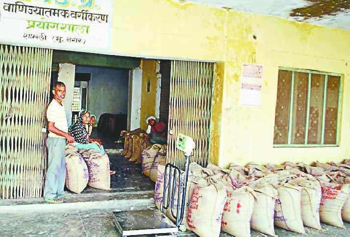 Speed of wheat procurement in the district