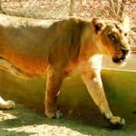 शेरनी तेजिका