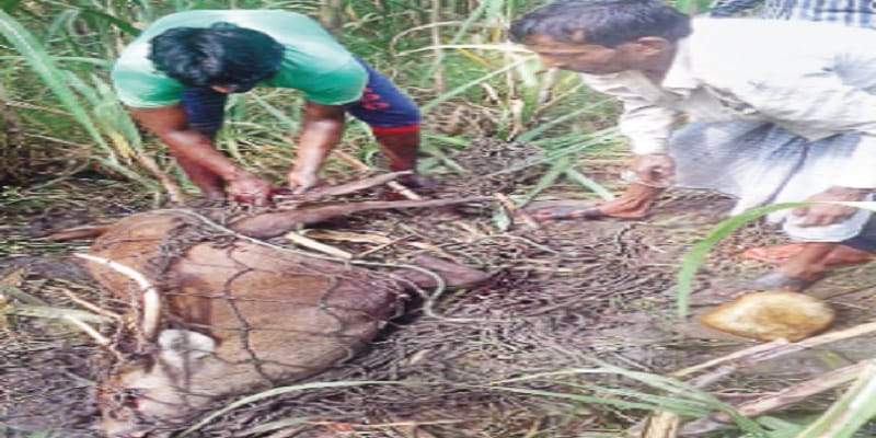 The victim of reindeer in Meerut, viral photos on social media