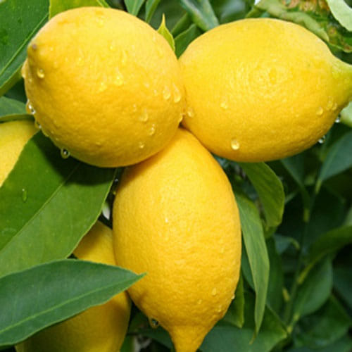 You can get better glowing skin by next week with these magical 5 beauty foods 