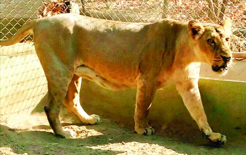 Lioness gave birth to three cubs