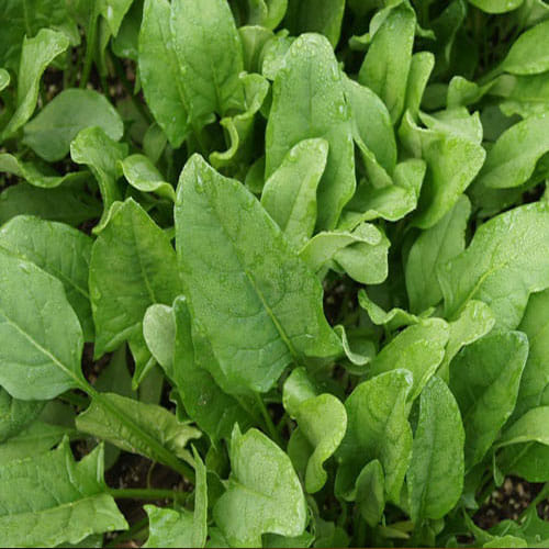 You can get better glowing skin by next week with these magical 5 beauty foods 