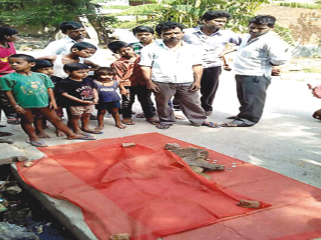 Two monkeys dead in suspicious circumstances