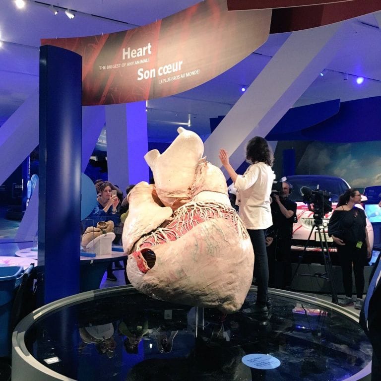600-pound preserved blue whale heart at Canadian museum 
