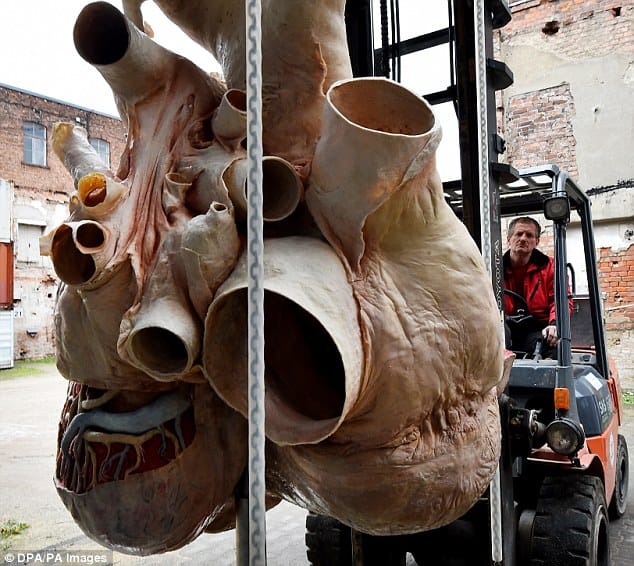 600-pound preserved blue whale heart at Canadian museum 