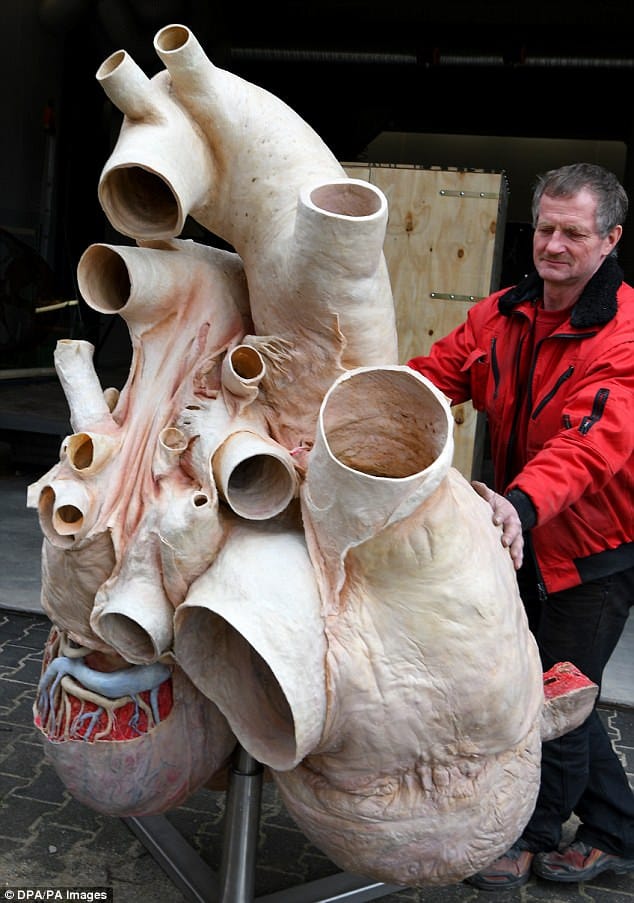 600-pound preserved blue whale heart at Canadian museum 