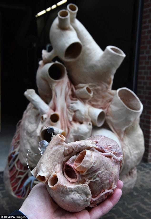 600-pound preserved blue whale heart at Canadian museum 