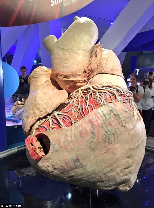600-pound preserved blue whale heart at Canadian museum 