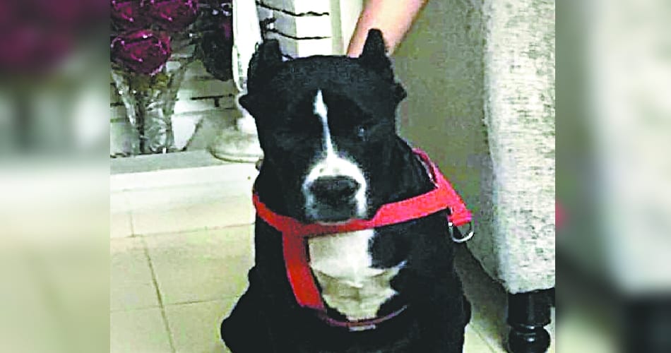 dog found and get reward