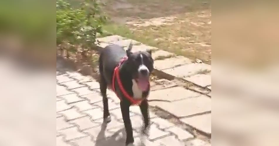 'Mogambo', pet dog of a judicial magistrate found
