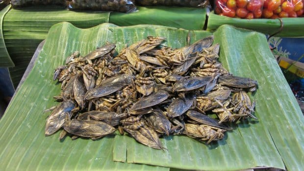 Bulgarian girl which makes only insects meals