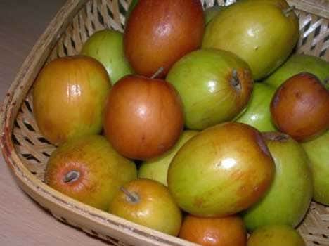 badri ber tree can stops disaster in the world