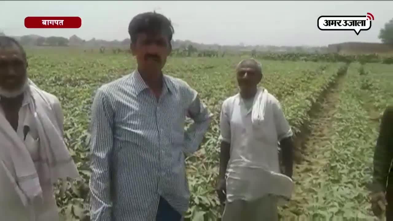 बागपत