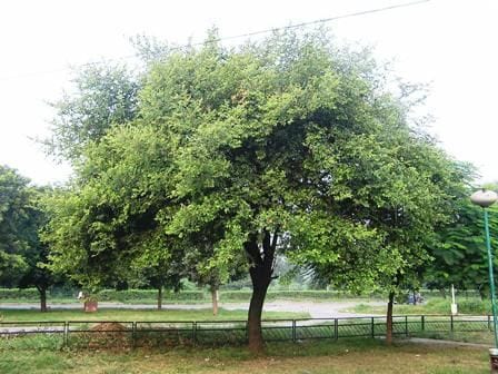 badri ber tree can stops disaster in the world