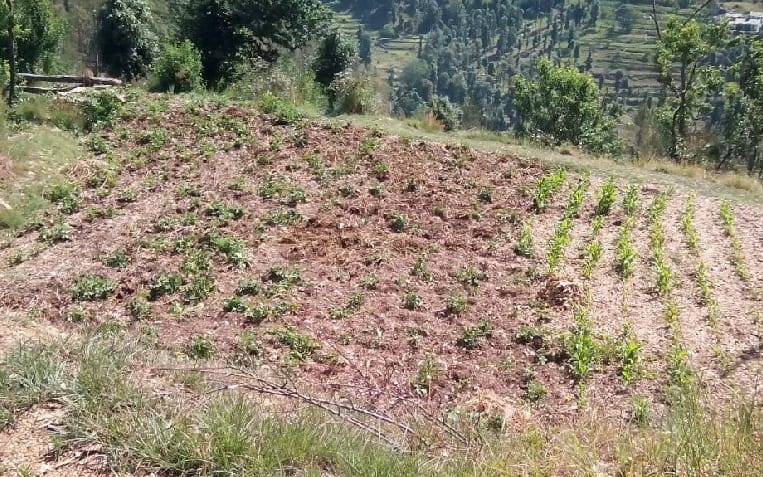 Pigeon-farmed potato farm in Khaliyabang
