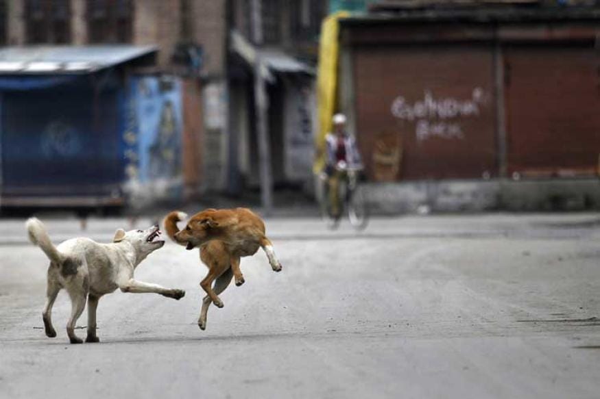 jind dogs killed seven years old child 