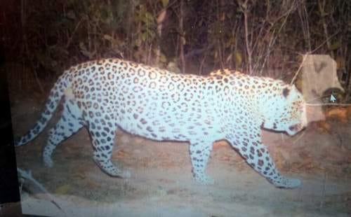 Guldar Captured in camera