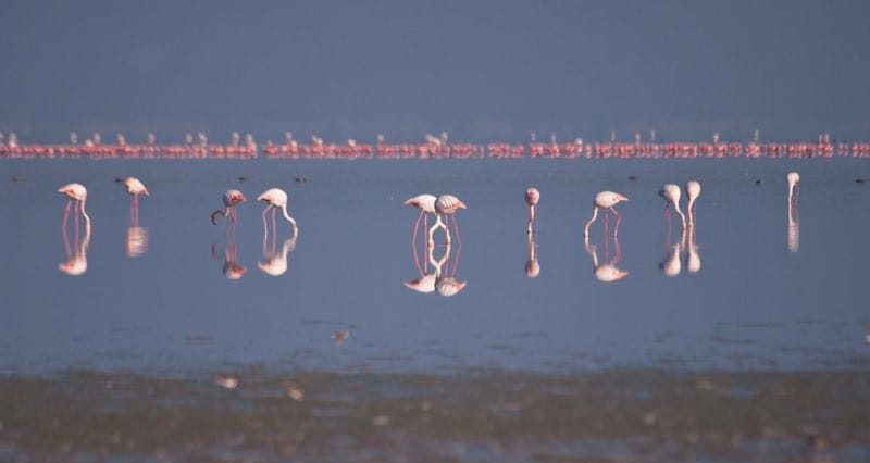 picturesque scenes of sambhar salt lake in jaipur rajasthan