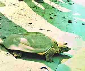 smuggling of tortoise and its price.