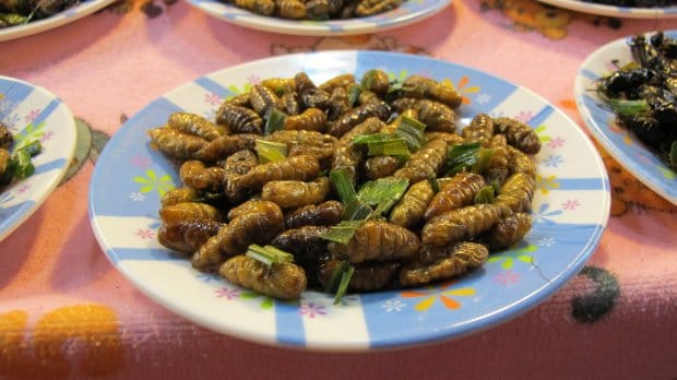 Bulgarian girl which makes only insects meals