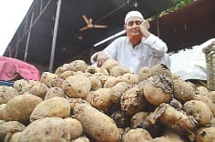 sadne laga aaloo, barbad ho rahe kisan