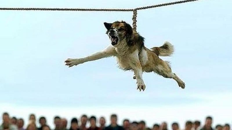  'Dog Spinning' Ritual in Bulgaria