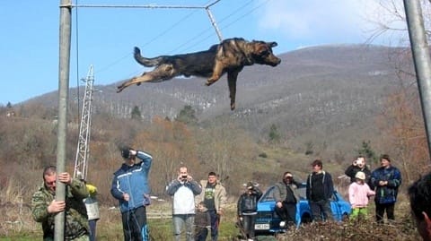  'Dog Spinning' Ritual in Bulgaria