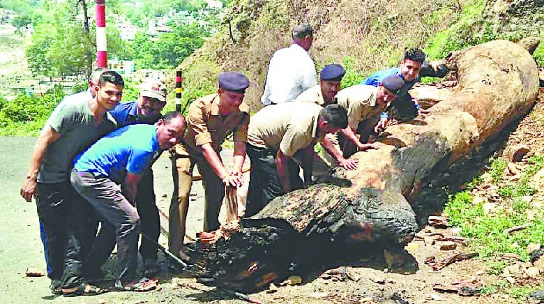 Police jaws remove tree threatened by hill