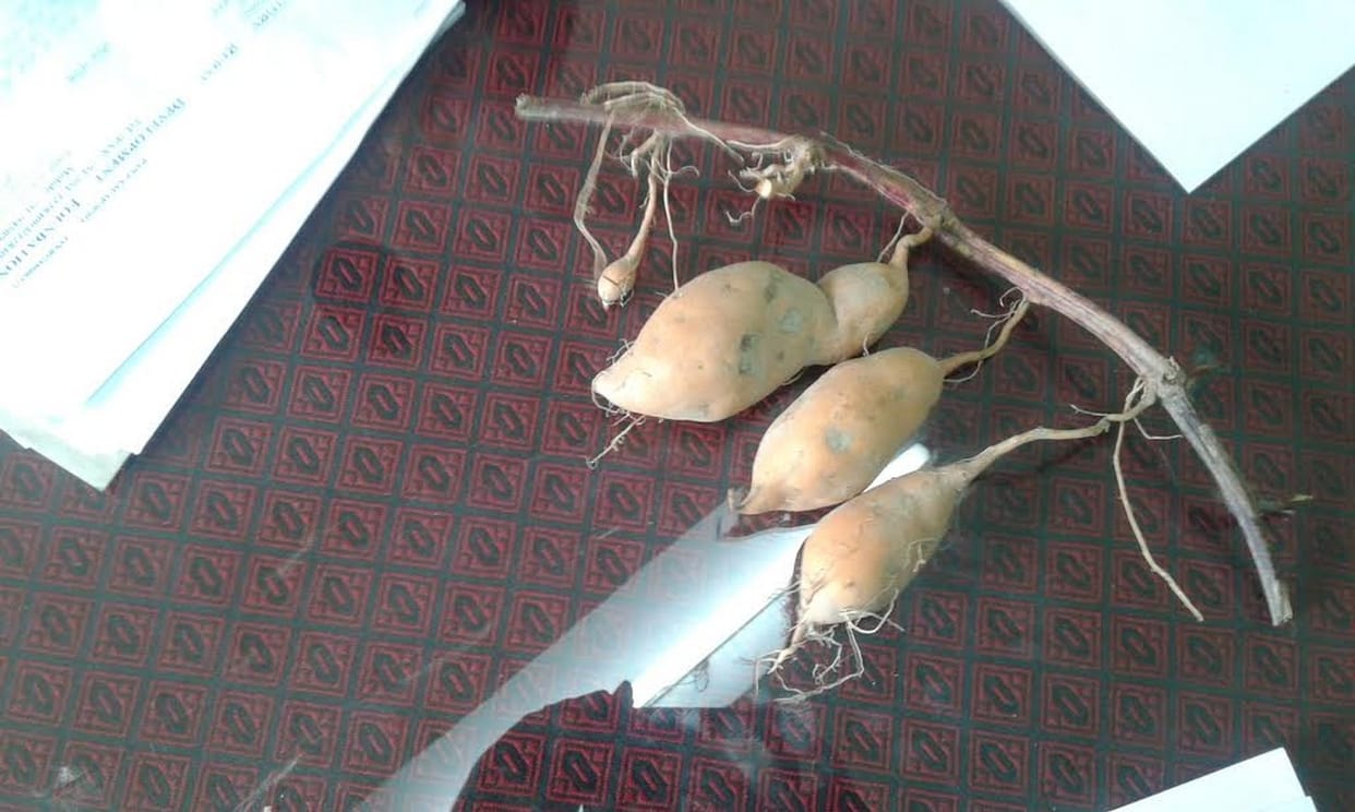 Health will improve with income as well as golden poteto