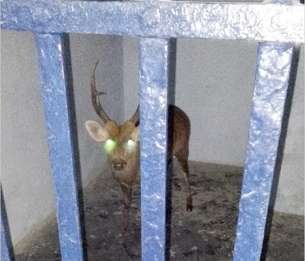 Deer lock