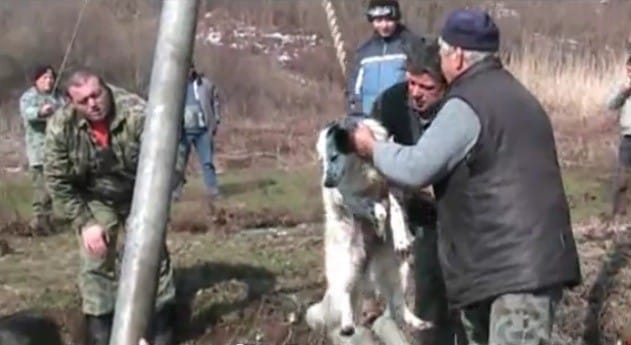  'Dog Spinning' Ritual in Bulgaria